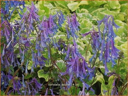 Corydalis edulis | Helmbloem