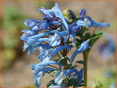 Corydalis elata &amp;#39;Spinners&amp;#39; | Helmbloem | Hoher Lerchensporn