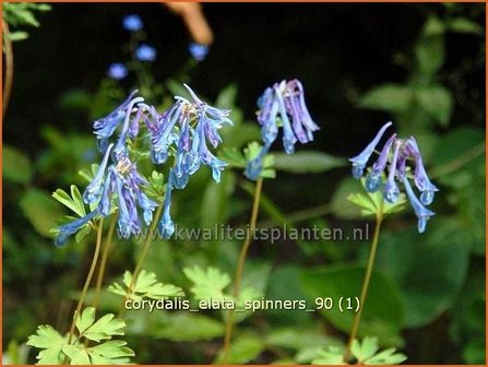 Corydalis elata &amp;#39;Spinners&amp;#39; | Helmbloem | Hoher Lerchensporn