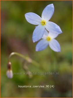 Houstonia caerulea &#039;Millard&#039;s Variety&#039; | Porseleinsterretje