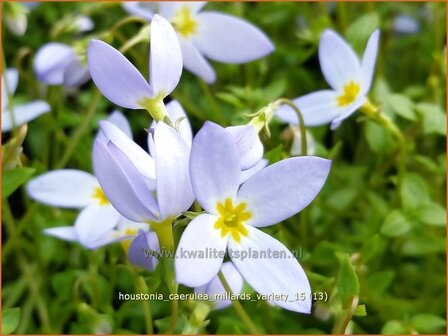 Houstonia caerulea &#039;Millard&#039;s Variety&#039; | Porseleinsterretje