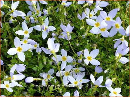 Houstonia caerulea &#039;Millard&#039;s Variety&#039; | Porseleinsterretje