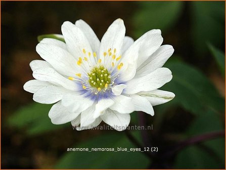 Anemone nemorosa &#039;Blue Eyes&#039; | Bosanemoon