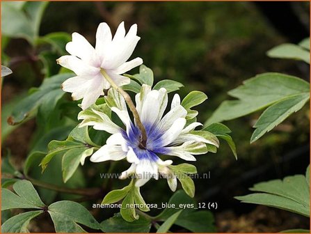 Anemone nemorosa &#039;Blue Eyes&#039; | Bosanemoon