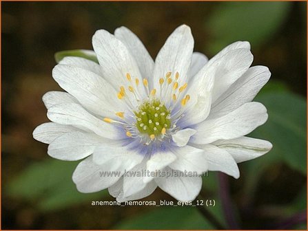 Anemone nemorosa &#039;Blue Eyes&#039; | Bosanemoon