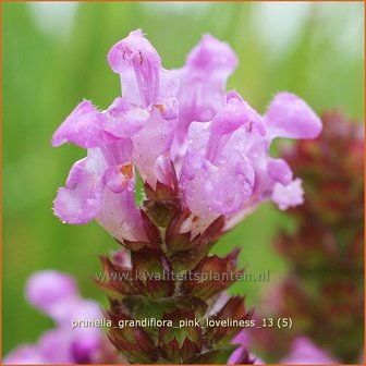 Prunella grandiflora 'Pink Loveliness' | Brunel, Bijenkorfje
