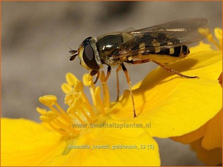 Potentilla crantzii &#039;Goldrausch&#039; | Vijfvingerkruid, Ganzerik