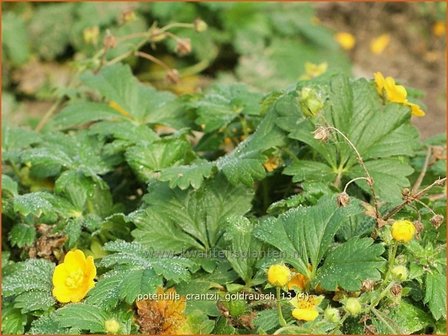 Potentilla crantzii &#039;Goldrausch&#039; | Vijfvingerkruid, Ganzerik