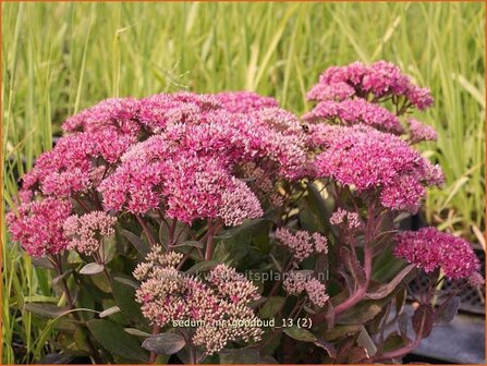 Sedum 'Mr. Goodbud' | Hemelsleutel, Vetkruid