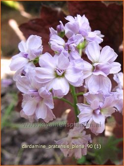 Cardamine pratensis &#039;Plena&#039; | Cardamine, Pinksterbloem