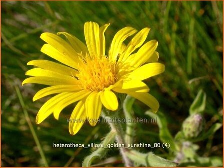 Heterotheca villosa &#039;Golden Sunshine&#039; | Prairie-aster