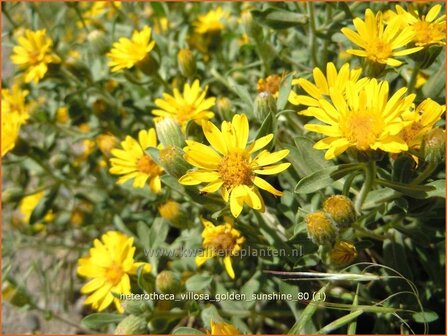 Heterotheca villosa &#039;Golden Sunshine&#039; | Prairie-aster