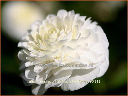 Ranunculus aconitifolius &#039;Pleniflorus&#039; | Witte boterbloem