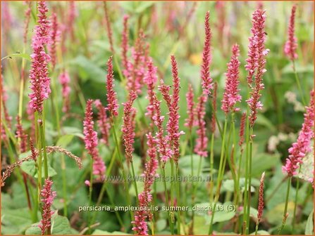 Persicaria amplexicaulis &#039;Summer Dance&#039; | Duizendknoop, Adderwortel