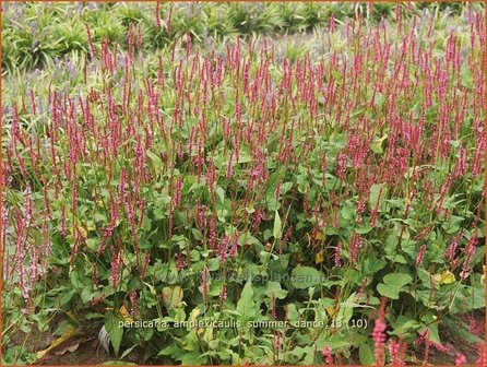 Persicaria amplexicaulis &#039;Summer Dance&#039; | Duizendknoop, Adderwortel