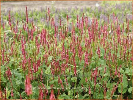 Persicaria amplexicaulis &#039;Summer Dance&#039; | Duizendknoop, Adderwortel