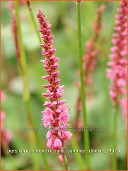 Persicaria amplexicaulis &#039;Summer Dance&#039; | Duizendknoop, Adderwortel