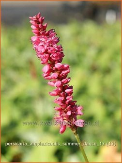 Persicaria amplexicaulis &#039;Summer Dance&#039; | Duizendknoop, Adderwortel