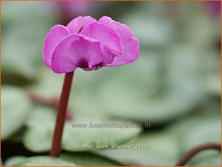 Cyclamen coum 'Silver Leaf' | Rondbladige cyclaam, Cyclaam, Alpenviooltje, Tuincyclaam | Frühlings-Alpenveilchen