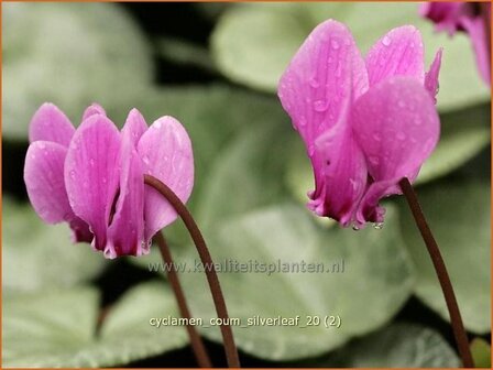 Cyclamen coum 'Silver Leaf' | Rondbladige cyclaam, Cyclaam, Alpenviooltje, Tuincyclaam | Frühlings-Alpenveilchen