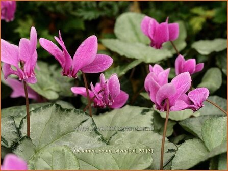 Cyclamen coum 'Silver Leaf' | Rondbladige cyclaam, Cyclaam, Alpenviooltje, Tuincyclaam | Frühlings-Alpenveilchen