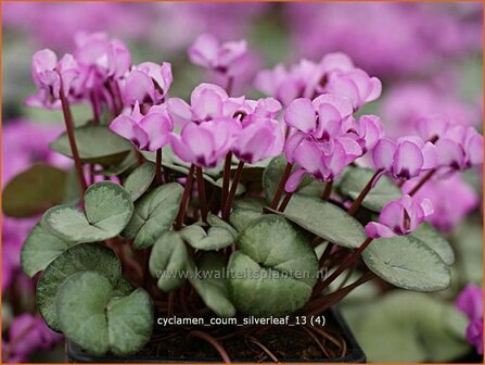 Cyclamen coum 'Silver Leaf' | Rondbladige cyclaam, Cyclaam, Alpenviooltje, Tuincyclaam | Frühlings-Alpenveilchen