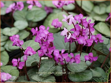 Cyclamen coum 'Silver Leaf' | Rondbladige cyclaam, Cyclaam, Alpenviooltje, Tuincyclaam | Frühlings-Alpenveilchen