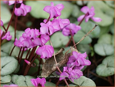 Cyclamen coum 'Silver Leaf' | Rondbladige cyclaam, Cyclaam, Alpenviooltje, Tuincyclaam | Frühlings-Alpenveilchen