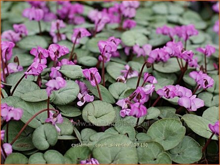 Cyclamen coum 'Silver Leaf' | Rondbladige cyclaam, Cyclaam, Alpenviooltje, Tuincyclaam | Frühlings-Alpenveilchen