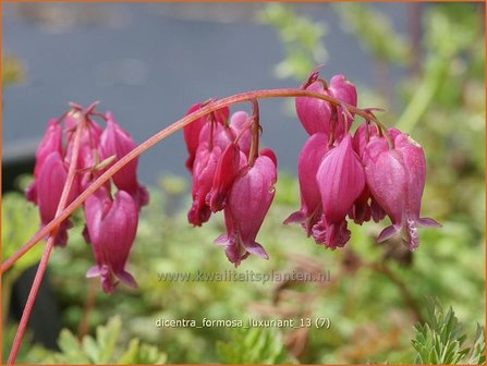 Dicentra formosa &#039;Luxuriant&#039; | Gebroken hartje, Tranend hartje