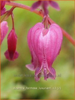 Dicentra formosa &#039;Luxuriant&#039; | Gebroken hartje, Tranend hartje