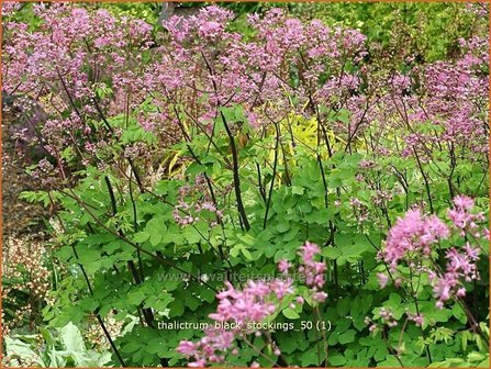 Thalictrum &#039;Black Stockings&#039; | Ruit