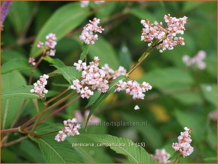Persicaria campanulata | Duizendknoop, Adderwortel, Belletjes duizendknoop