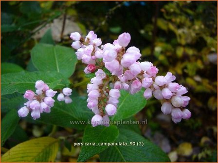 Persicaria campanulata | Duizendknoop, Adderwortel, Belletjes duizendknoop