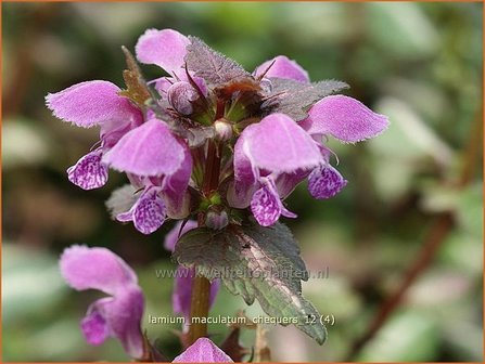 Lamium maculatum &#039;Chequers&#039; | Dovenetel