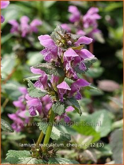 Lamium maculatum &#039;Chequers&#039; | Dovenetel