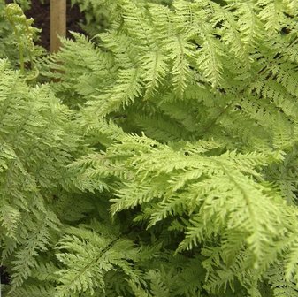 Polystichum setiferum &#039;Plumosum&#039; | Zachte naaldvaren