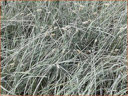 Sesleria nitida | Blauwgras