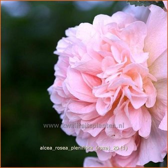 Alcea rosea 'Pleniflora' (roze) | Stokroos