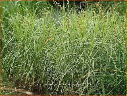 Carex muskingumensis &#039;Variegatus&#039; | Palmzegge