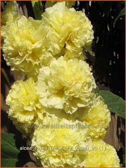 Alcea rosea 'Pleniflora' (geel) | Stokroos