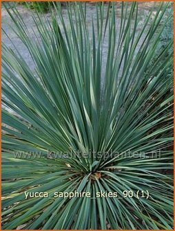 Yucca 'Sapphire Skies' | Palmlelie