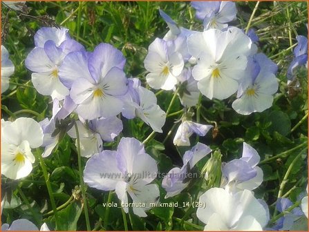 Viola cornuta &#039;Milkmaid&#039; | Hoornviooltje