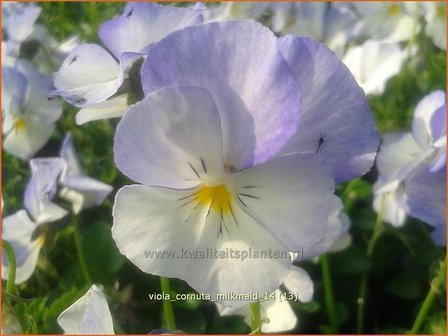 Viola cornuta &#039;Milkmaid&#039; | Hoornviooltje