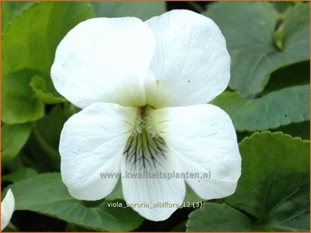 Viola sororia &#039;Albiflora&#039; | Viooltje