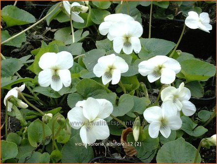 Viola sororia &#039;Albiflora&#039; | Viooltje