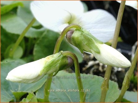 Viola sororia &#039;Albiflora&#039; | Viooltje