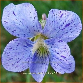 Viola sororia &#039;Darka Freckles&#039; | Viooltje