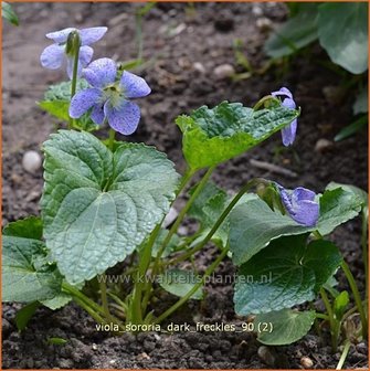 Viola sororia &#039;Darka Freckles&#039; | Viooltje