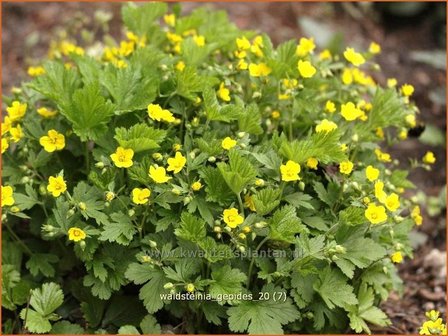 Waldsteinia geoides | Gele aardbei, Goudaardbei